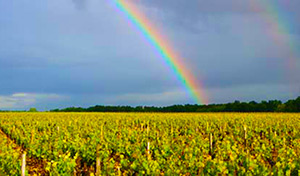 Francia-vendemmia300