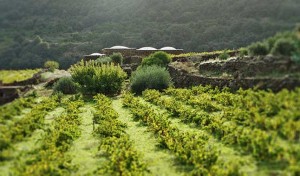 Zibibbo-Pantelleria